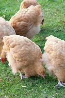 Orpington chickens