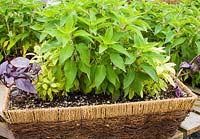 Basket planted with Salvia rutilans 'Freida Dixon' and Salvia officinalis 'Icterina'