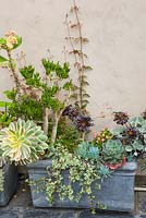 Aeonium 'Sunburst', Euphorbia millii, Dietes, Senecio, Kalanchoe, Portulaca and Echeveria in container display
