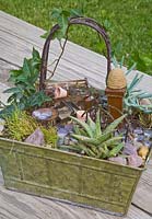 Metal container planted with Hedera helix 'Ralf', Sagina, Aloe and Senecio 'Mini Blue' 