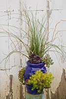 Small container planted with Sedum tetractinum, Junus inflexus, Aeonium, Echeveria and Curly willow sticks 