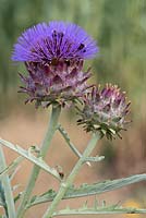 Cynara cardunculus (Cardoon) - a very stately perennial growing in clumps of pointed silver-grey leaves.  The flower heads are borne singly on stout stems.  Summer flowering. August.