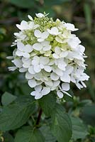 Hydrangea paniculata 'White Lace' - a vigorous, deciduous spreading upright shrub.  