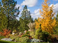 Colourful autumn garden with Larix kaempferi 'Diana', Juniperus 'Gold Cone' Pinus, Ephedra 