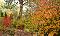 Autumn garden with Cornus kousa 'Satomi', Berberis 'Rosy Glow' 