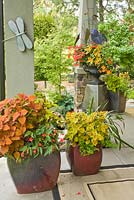 Containers with Coleus 'Sedona', 'Pineapple', 'Freckles', Begonia, Bacopa, Colocasia 