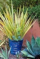 Agave and Euphorbia in blue glazed container