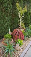 Aloe arborescens, Cotyledon tomentosa, Crassula tetragona and Graptoveria   