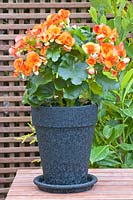 Begonia semperflorens in container on a terrace