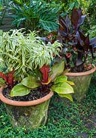 Container display with Dracaena reflexa 'Song of India', Philodendron, Begonia and Canna 'Tropicana Black' 