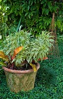 Container planted with Dracaena reflexa 'Song of India' and Philodendron