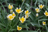 Tulipa Tarda - early spring tulips 