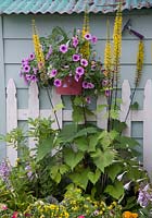 Petunia in wall mounted container with Ligularia growing in border

