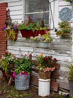 Display of containers planted with Echeveria, Calibrachoa, Lysimachia, Zinnia and Petunia   