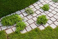 Cobble granite path with Chamaemelum nobile - chamomile