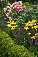 Border planted with Rosa 'Marilyn', 'Passionate Kisses', 'Living Easy', Lilium and Salvia 
