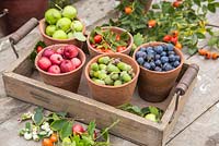 Sloe berries - Prunus spinosa, Rose hips, Acorns, Crab apples, Wild Crab apples
