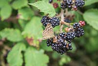 Butterfly 'Speckled Wood' - Pararge aegeria, perched on Wild blackberries - Rubus fruticosus