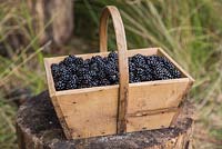 Wild blackberries - Rubus fruticosus
