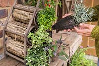 Using a wine rack to store herbs - Curry plant - Helichrysum serotinum, Salvia officinalis 'Purpurascens', Thyme 'Archer's Gold', Thyme 'Foxley', Lemon Balm