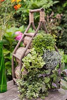 Using a wine rack to store herbs - Curry plant - Helichrysum serotinum, Salvia officinalis 'Purpurascens', Thyme 'Archer's Gold', Thyme 'Foxley', Lemon Balm