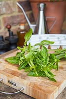 Step by Step - Chopping and freezing Basil for Pesto. Freshly picked Basil leaves on chopping board