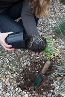 Planting an alpine, Viola stojanowii, through a membrane and stone mulch. Removing plant from plastic plant pot.