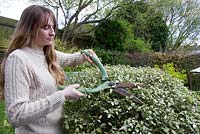 Trimming a Pittospermum using garden shears, Pittospermum 'Irene Patterson'