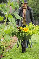 Woman with wheelbarrow of harvested produce. Sunflowers, Carrots and Beetroot.