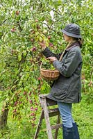 Woman harvesting Plum 'Victoria'