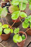Strawberry 'Elsanta' - propagating from runners