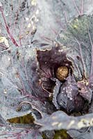 Snail damage on Red cabbage - Brassica oleracea