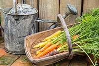 Trug of harvested Carrots 'Purple Haze' and 'Creme De Lite'