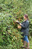Woman foraging Rose hips in a hedgerow. Sloe berries - Prunus spinosa, Wild blackberries - Rubus fruticosus.