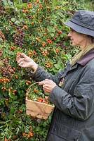 Woman foraging Rose hips in a hedgerow