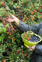 Woman foraging Rose hips, Sloe berries - Prunus spinosa and Wild blackberries - Rubus fruticosus in a hedgerow
