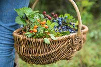 Woman carrying basket full of Rose hips, Sloe berries - Prunus spinosa and Wild blackberries - Rubus fruticosus. All foraged from hedgerow.