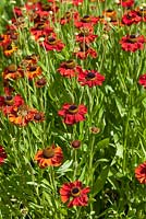 Helenium 'Red Army' 