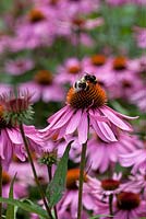 Echinacea Purpurea 'Augustkonigin' and bumble bees