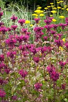 Monarda 'Kardinal' wine red flowers with yellow achillea gold plate in the background