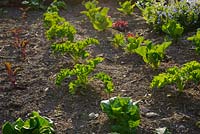 Overwintered mixed Brassicas, Kale and Cauliflower with Winter Lettuce in Spring