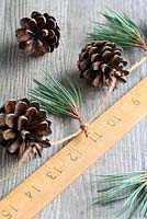 Step by step of making a simple, rustic Christmas garland with fir cones and pine needles - Simply start tying in fir cones and pine needle springs, alternating every two inches, using a ruler as a guide. Simply tie a loop first, offer in the fir cones and sprigs, then pull tight