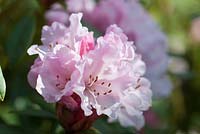 Rhododendron 'Rosa Mundi'