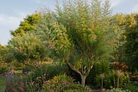 Tamarix ramosissima - saltcedar. Small tree in Merriments garden
