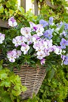 Violas - Pansies in wicker hanging wall basket on ivy-covered fence