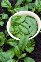 Freshly harvested Beta vulgaris 'Amazon' - Spinach in an enamel bowl