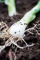 Salad onion 'White Lisbon' in vegetable bed