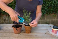 Taking lavender cuttings - Using secateurs to take cutting