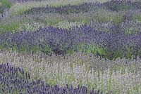 Lavender stripes - Downderry Nursery - Kent