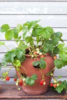 Strawberry pot with fruit